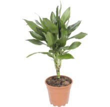 Dracaena fragrans Zimmerpflanze im Kunststofftopf