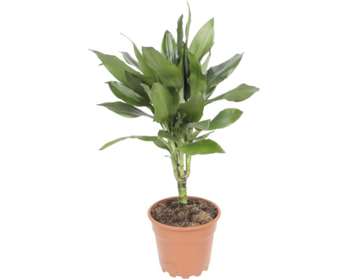 Dracaena fragrans Zimmerpflanze im Kunststofftopf