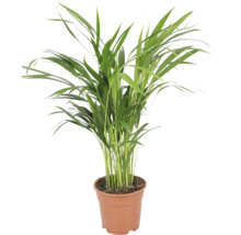 Goldfruchtpalme Chrysalidocarpus lutescens als Zimmerpflanze im Kunststofftopf