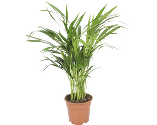 Goldfruchtpalme Chrysalidocarpus lutescens als Zimmerpflanze im Kunststofftopf