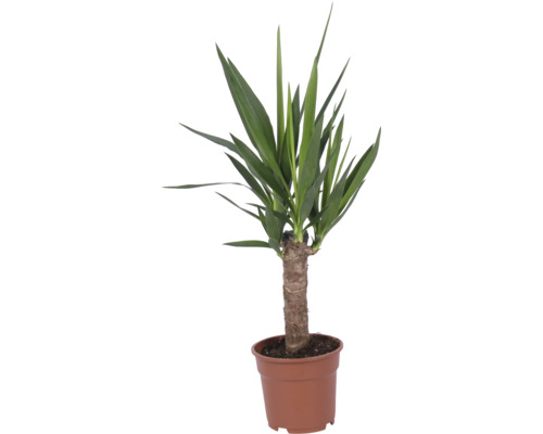 Yucca Palme mit dickem Stamm in einem Kunststofftopf