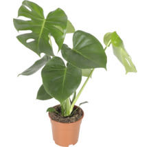 Monstera Deliciosa Zimmerpflanze im Kunststofftopf