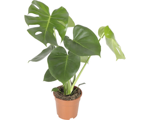 Monstera Deliciosa Zimmerpflanze im Kunststofftopf