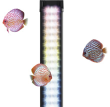 LED Aquariumbeleuchtung mit drei Diskusfischen