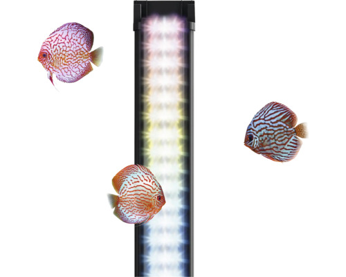 LED Aquariumbeleuchtung mit drei Diskusfischen