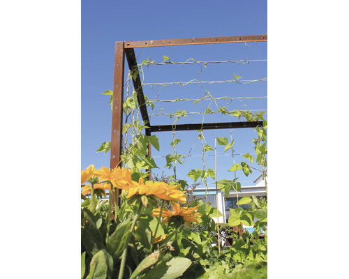 Rankgitter aus Metall mit Rostoptik und horizontal gespannten Drähten, berankt von grünen Bohnenpflanzen, im Vordergrund gelbe Blumen.