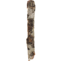 Ein Stück Baumrinde von einem Birkenstamm mit typischer gemusterter Oberfläche.