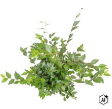Grüne Pflanze mit gezackten Blättern als Gartenelement (Image AI modified or generated)