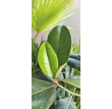 Nahaufnahme der glänzenden Blätter einer Magnolie im Garten