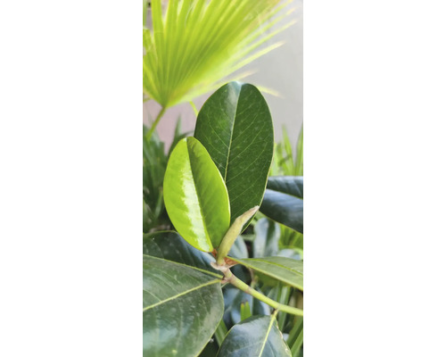 Nahaufnahme der glänzenden Blätter einer Magnolie im Garten