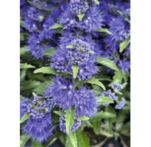 Nahaufnahme einer Bartblume Caryopteris mit dichten violetten Blütenständen und grünen Blättern.