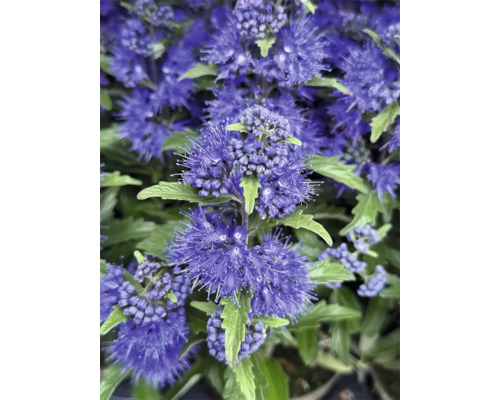 Nahaufnahme einer Bartblume Caryopteris mit dichten violetten Blütenständen und grünen Blättern.