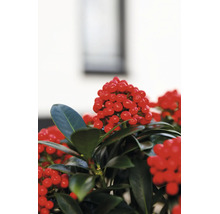 Skimmia japonica Pflanze mit zahlreichen roten Beeren und glänzenden Blättern