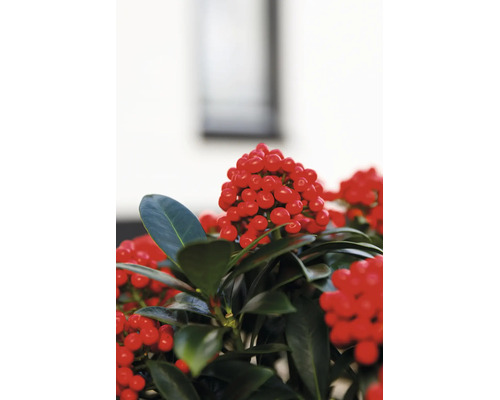 Skimmia japonica Pflanze mit zahlreichen roten Beeren und glänzenden Blättern