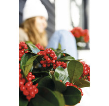 Winterliche Stechpalme Ilex mit glänzenden Blättern und roten Beeren als dekorative Zimmerpflanze oder Gartenpflanze