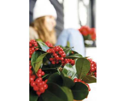 Winterliche Stechpalme Ilex mit glänzenden Blättern und roten Beeren als dekorative Zimmerpflanze oder Gartenpflanze