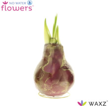 Wachs-Hyazinthe WAXZ in Blumenzwiebelform mit grünen Trieben auf einem Metallständer, benötigt kein Wasser.