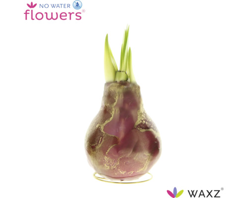 Wachs-Hyazinthe WAXZ in Blumenzwiebelform mit grünen Trieben auf einem Metallständer, benötigt kein Wasser.