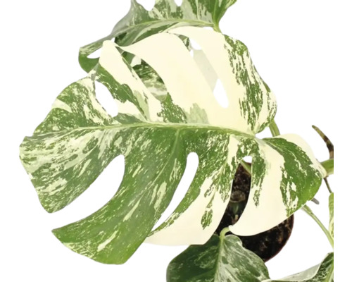 Monstera deliciosa Variegata mit charakteristischen Blättern und Panaschierung in einem Pflanzentopf