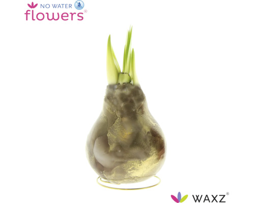 Wachs Amaryllis Blumenzwiebel mit grünen Trieben auf einem runden Drahtständer No Water Flowers Logo Waxz Logo