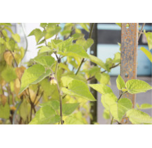 Nahaufnahme einer Physalis Pflanze mit glockenförmigen Blüten und herzförmigen Blättern an einem Metallpfosten im Garten