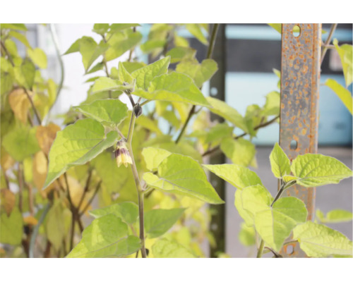 Nahaufnahme einer Physalis Pflanze mit glockenförmigen Blüten und herzförmigen Blättern an einem Metallpfosten im Garten