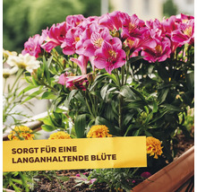 In einem Balkonkasten wachsende Alstroemerien und Studentenblumen mit einem Schild, das auf die langanhaltende Blüte hinweist.