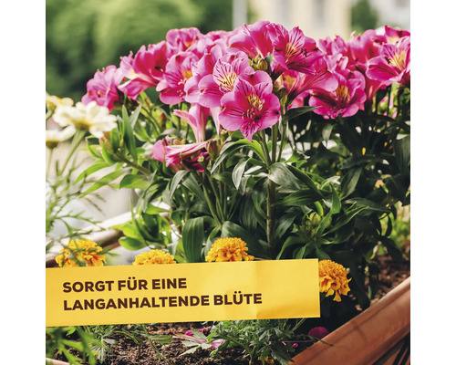 In einem Balkonkasten wachsende Alstroemerien und Studentenblumen mit einem Schild, das auf die langanhaltende Blüte hinweist.