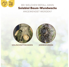Infografik zeigt Anwendungsmöglichkeiten von Solabiol Baum-Wundwachs bei Holzschnittwunden und Baumkrebs an Baumstämmen.