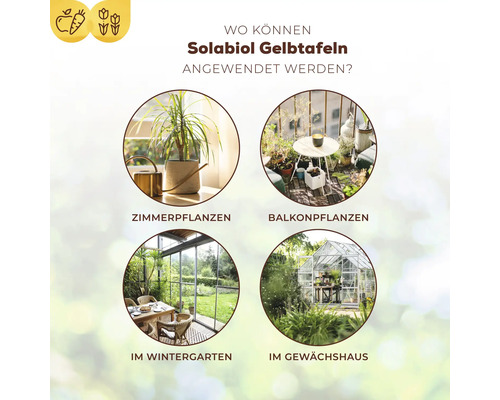 Infografik zur Anwendung von Solabiol Gelbtafeln bei Zimmerpflanzen, Balkonpflanzen, im Wintergarten und im Gewächshaus.