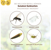 Infografik zeigt Schädlinge wie Trauermücke, Weiße Fliege, Rhododendronzikade und geflügelte Blattlaus zur Anwendung von Solabiol Gelbtafeln.