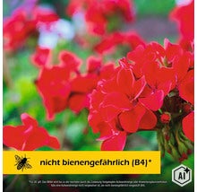Rote Geranien in voller Blüte mit Hinweis auf Bienenungefährlichkeit (Image AI modified or generated)