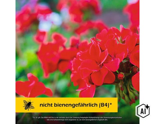 Rote Geranien in voller Blüte mit Hinweis auf Bienenungefährlichkeit (Image AI modified or generated)