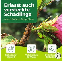 Infografik zeigt Blattlausbefall an einer Pflanze und erklärt die systemische Wirkweise eines Pflanzenschutzmittels gegen Schädlinge. (Image AI modified or generated)