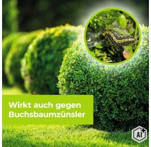 Boxsbaumzünsler Raupe auf einem Buchsbaum als Hinweis zur Bekämpfung mit Pflanzenschutzmitteln. (Image AI modified or generated)