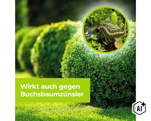 Boxsbaumzünsler Raupe auf einem Buchsbaum als Hinweis zur Bekämpfung mit Pflanzenschutzmitteln. (Image AI modified or generated)