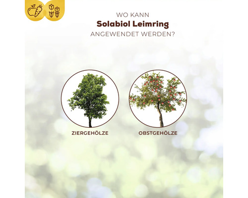 Infografik zur Anwendung von Solabiol Leimring bei Ziergehölzen und Obstgehölzen.