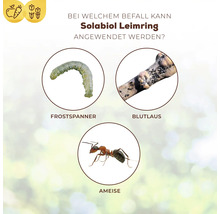 Infografik zum Solabiol Leimring zur Bekämpfung von Frostspanner, Blutlaus und Ameisen an Pflanzen.