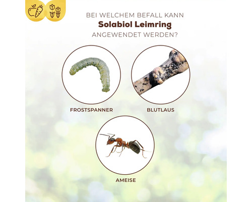 Infografik zum Solabiol Leimring zur Bekämpfung von Frostspanner, Blutlaus und Ameisen an Pflanzen.