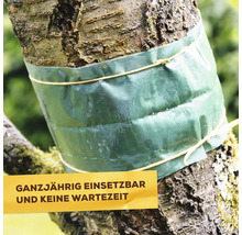 Leimring als Insektenschutz um einen Baumstamm gewickelt zum Schutz vor kriechenden Schädlingen