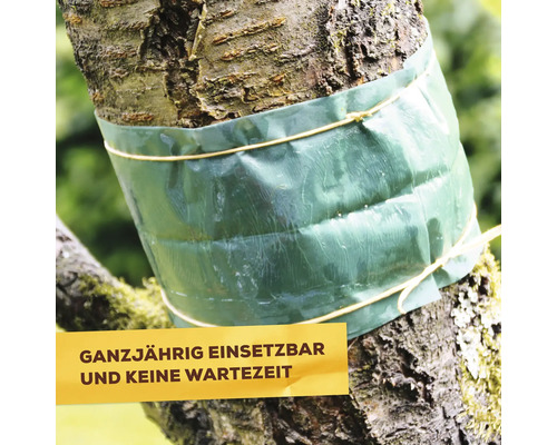 Leimring als Insektenschutz um einen Baumstamm gewickelt zum Schutz vor kriechenden Schädlingen