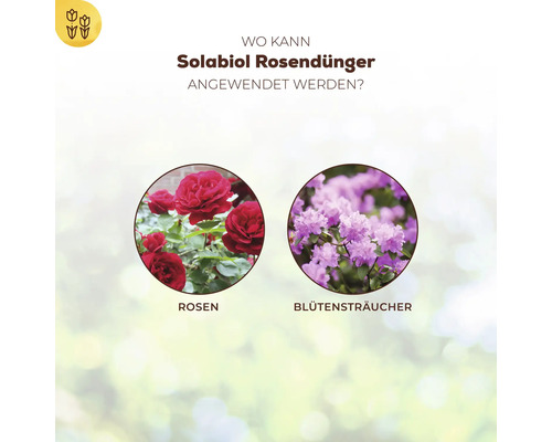 Infografik zeigt Anwendungsmöglichkeiten für Solabiol Rosendünger bei Rosen und Blütensträuchern.