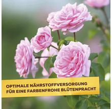Nahaufnahme von blühenden Rosen im Garten mit dem Text Optimale Nährstoffversorgung für eine farbenfrohe Blütenpracht.