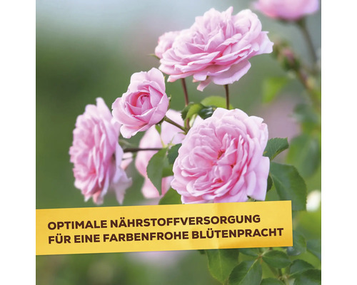 Nahaufnahme von blühenden Rosen im Garten mit dem Text Optimale Nährstoffversorgung für eine farbenfrohe Blütenpracht.
