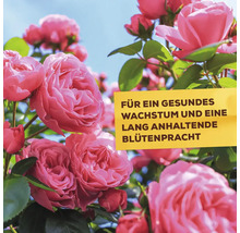 Rosa Rosen in voller Blüte mit einem Hinweis auf gesundes Wachstum und langanhaltende Blütenpracht.