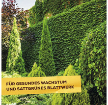 Koniferen im Garten vor einer mit Efeu bewachsenen Mauer mit Hinweisschild für gesundes Wachstum und sattes Blattwerk.