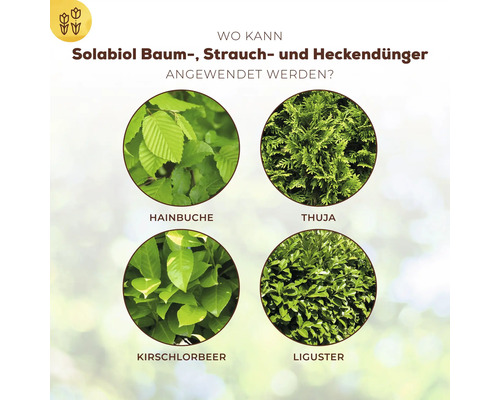 Infografik zeigt Anwendungsbeispiele für Solabiol Dünger an Hainbuche, Thuja, Kirschlorbeer und Liguster.