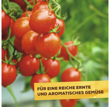 Reife Tomaten an einer Pflanze mit Textbanderole für eine reiche Ernte und aromatisches Gemüse