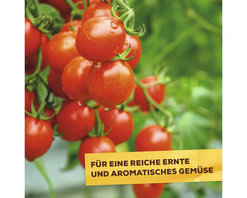 Reife Tomaten an einer Pflanze mit Textbanderole für eine reiche Ernte und aromatisches Gemüse