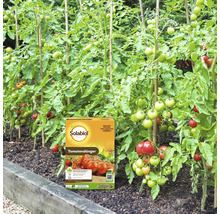 Solabiol Tomatendünger in einer Packung vor einem Tomatenbeet mit Pflanzen an Stäben in einem Garten.